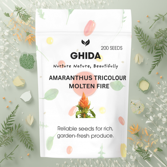 GIDHA AMARANTHUS TRICOLOUR  MOLTEN FIRE (200 SEEDS) FOR HOME GARDENIG
